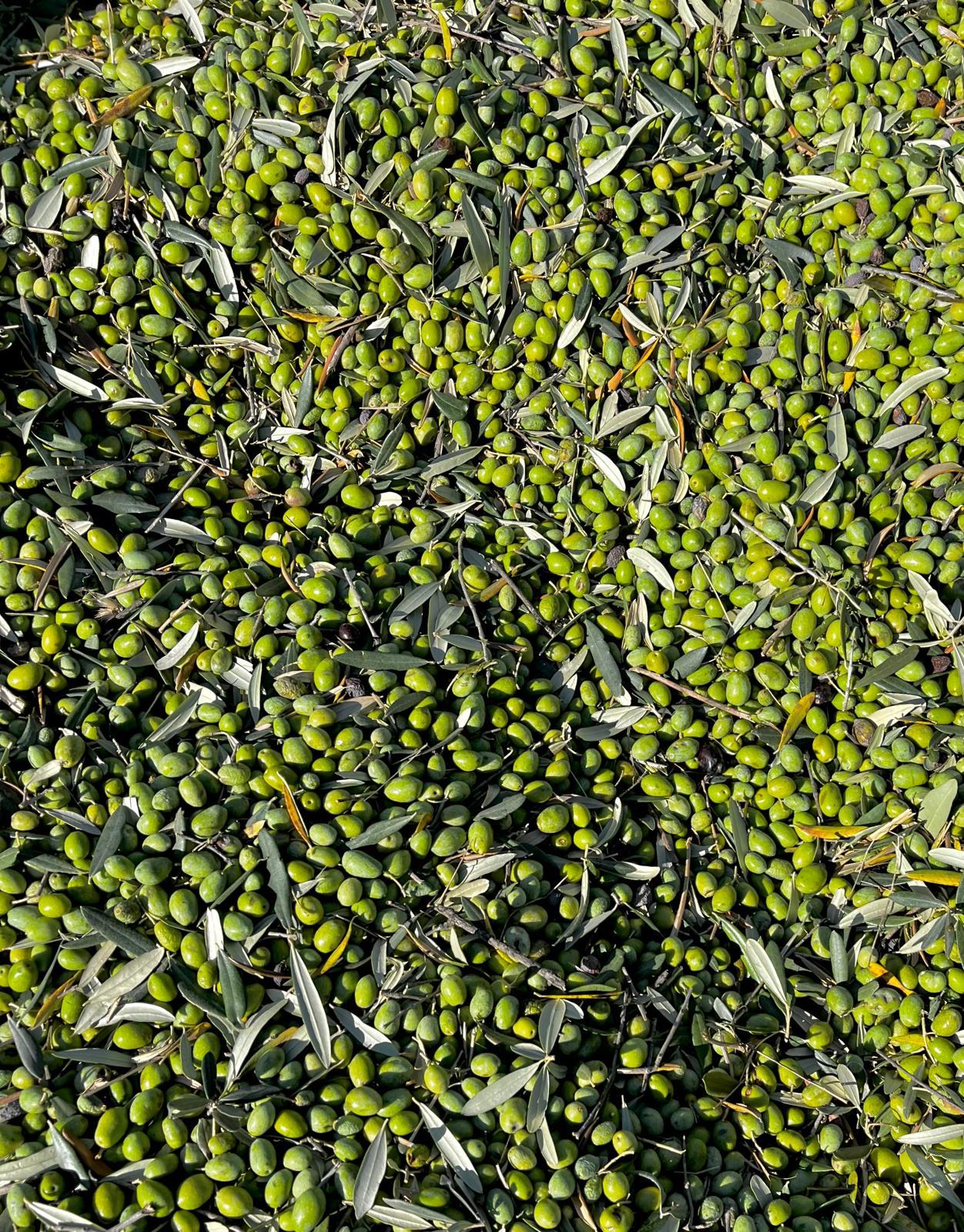 Olive appena raccolte