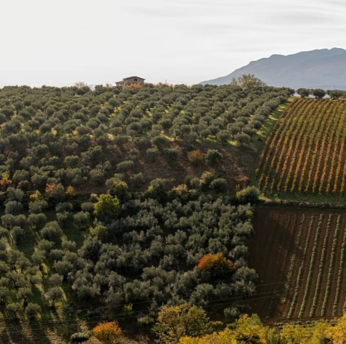 Tenuta agricola